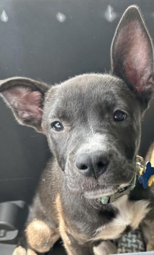 Levi