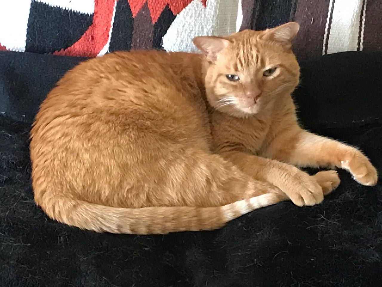 Morris, an adoptable Domestic Short Hair in Phoenix, AZ, 85023 | Photo Image 1