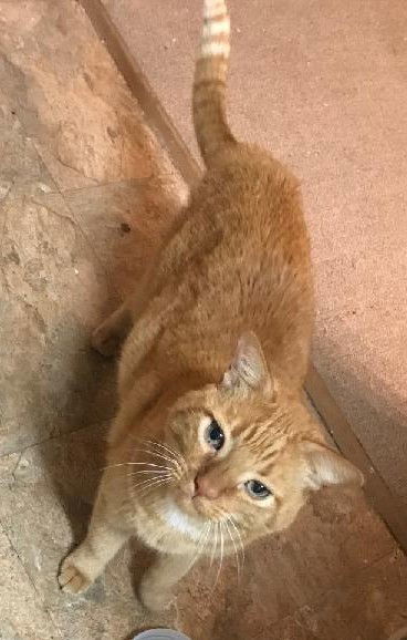 Morris, an adoptable Domestic Short Hair in Phoenix, AZ, 85023 | Photo Image 2