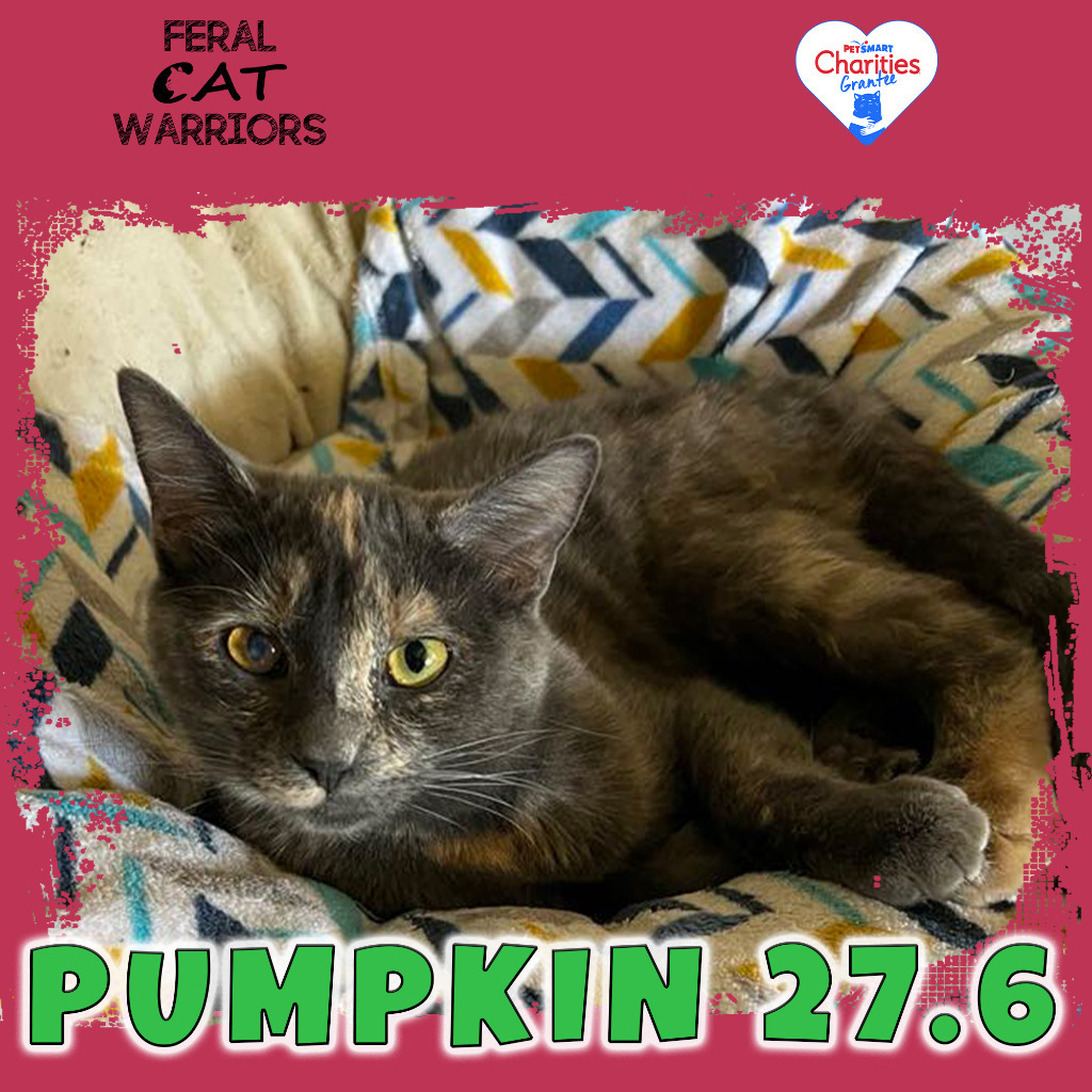 Pumpkin 27.6, an adoptable Domestic Short Hair in Kingman, AZ, 86401 | Photo Image 1