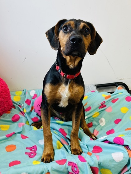 Dog for adoption Jeremy a Hound Mix in Binghamton NY Petfinder