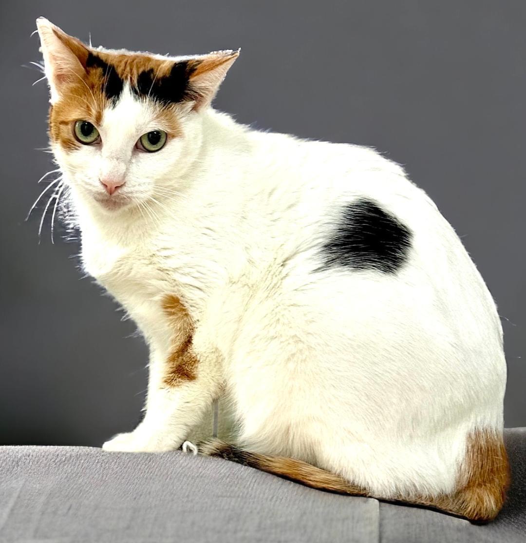 Ava Gardner, an adoptable Calico in West Hills, CA, 91307 | Photo Image 1