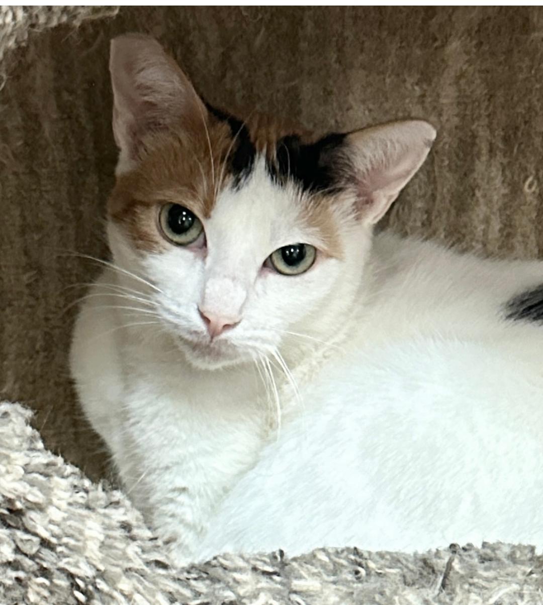 Ava Gardner, an adoptable Calico in West Hills, CA, 91307 | Photo Image 2