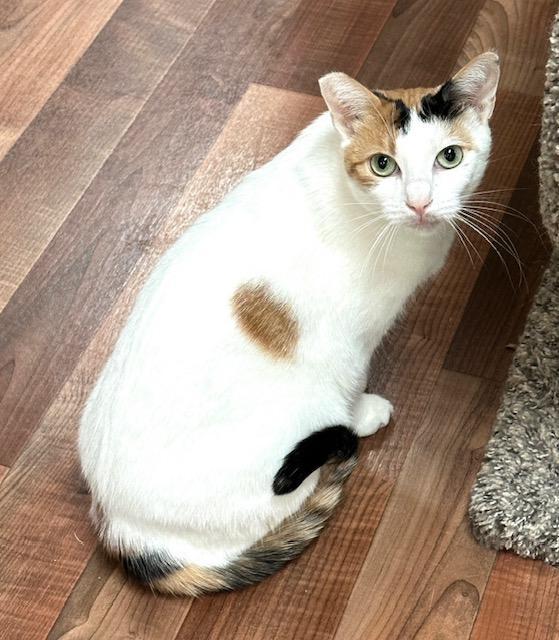 Ava Gardner, an adoptable Calico in West Hills, CA, 91307 | Photo Image 3