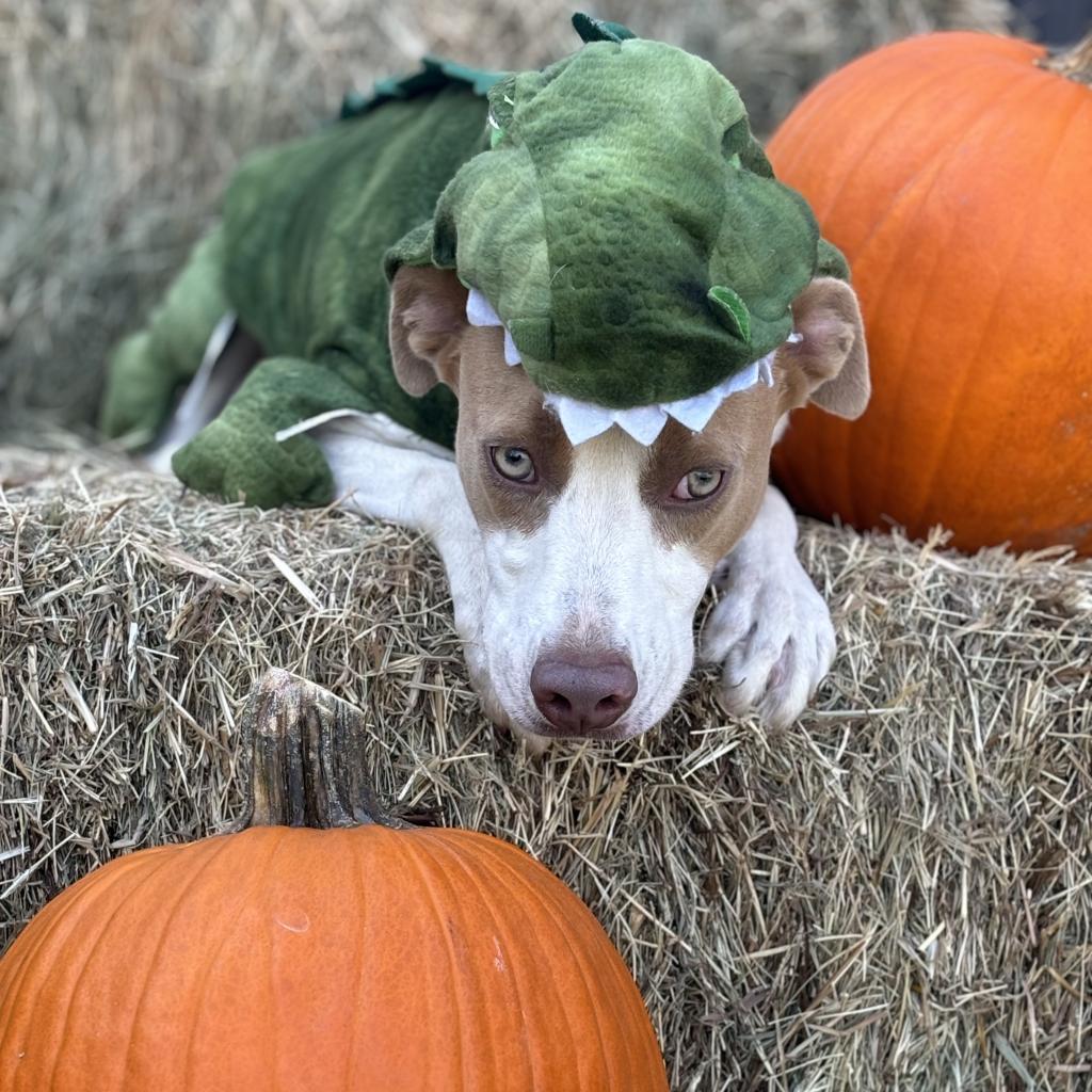 Jackson, an adoptable Pointer in Clarksdale, MS, 38614 | Photo Image 1