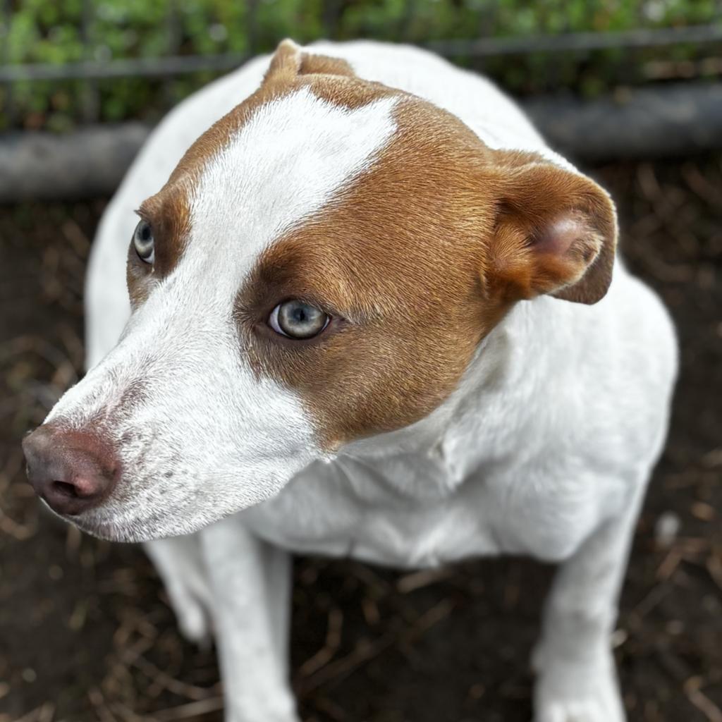 Jackson, an adoptable Pointer in Clarksdale, MS, 38614 | Photo Image 2