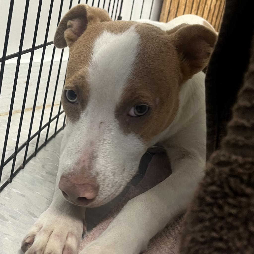 Jackson, an adoptable Pointer in Clarksdale, MS, 38614 | Photo Image 3