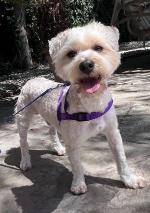 Jack is a sweet affectionate PoodleBichon mix whos about 3 years old and weighs 10 pounds This l