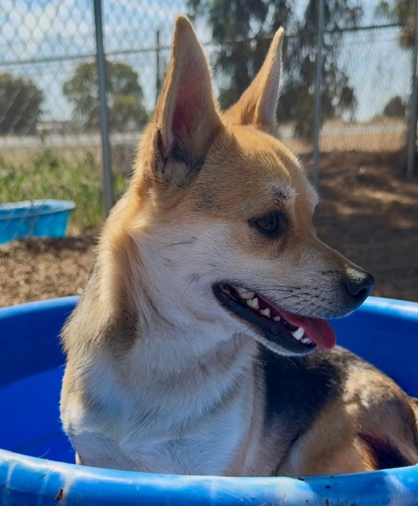 Garbanzo, an adoptable Corgi, Mixed Breed in Lemoore, CA, 93245 | Photo Image 1