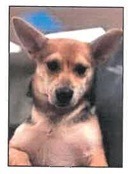 Garbanzo, an adoptable Corgi, Mixed Breed in Lemoore, CA, 93245 | Photo Image 2