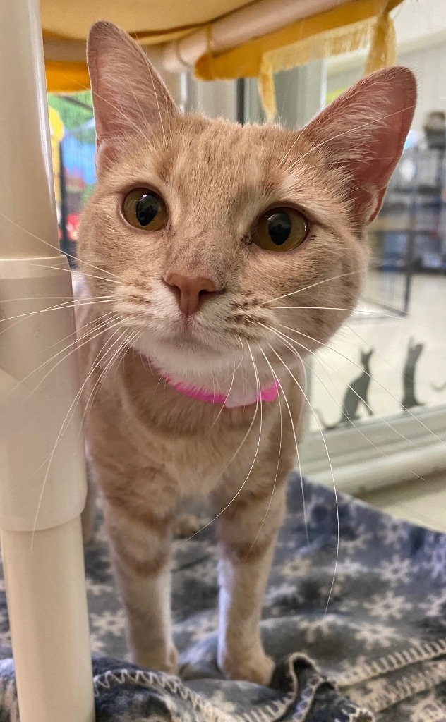 JOY, an adoptable Domestic Short Hair in Lemoore, CA, 93245 | Photo Image 1