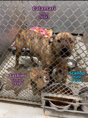 Primary Color Fawn Brindle Secondary Color Cream Weight 135lbs Age 0yrs 4mths 1wks Animal has b