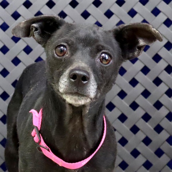 Nora, an adoptable Chihuahua in Fort Davis, TX, 79734 | Photo Image 1