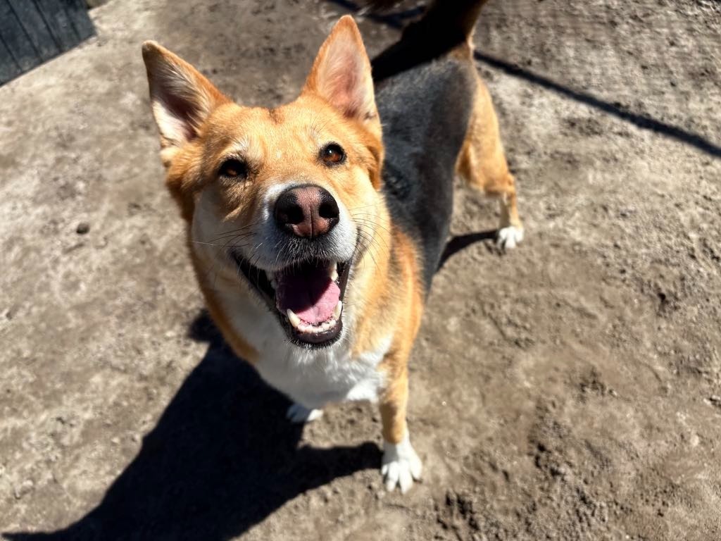 Swayze, an adoptable Shepherd in New Bern, NC, 28563 | Photo Image 1