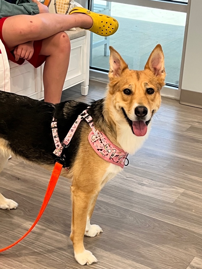 Swayze, an adoptable Shepherd in New Bern, NC, 28563 | Photo Image 2