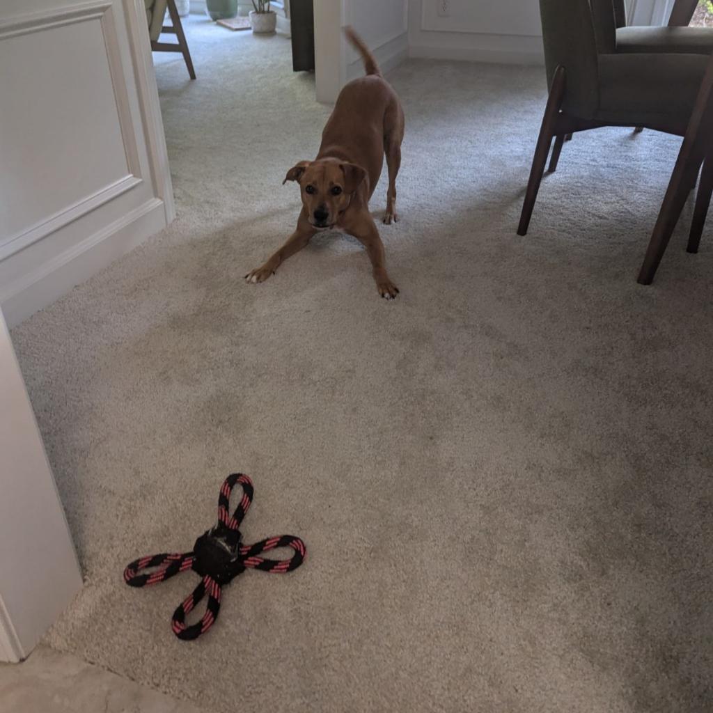 Pepper