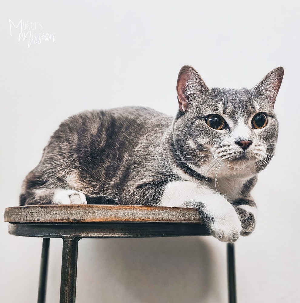 Fiona, an adoptable Domestic Short Hair in Spokane , WA, 99209 | Photo Image 1