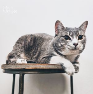 Fiona is a cute and quiet domestic shorthair grey tabby with an estimated birthd