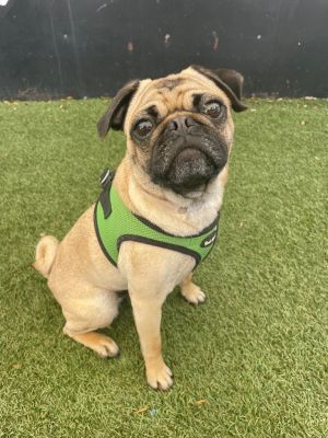 Todd *bonded to Copper* / Copper *bonded to Todd* Pug Dog