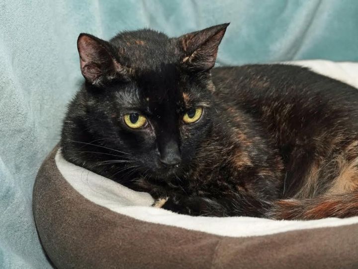 Cat for adoption Focus a Domestic Short Hair in Kingsland GA