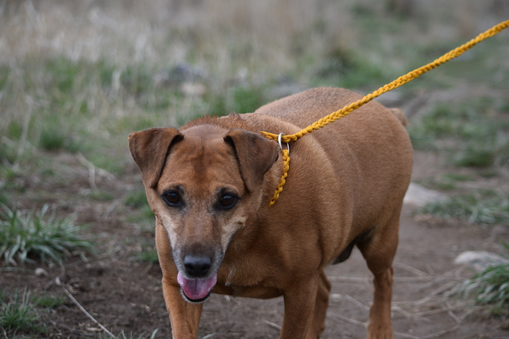 Jax, an adoptable Patterdale Terrier / Fell Terrier in Salmon, ID, 83467 | Photo Image 1