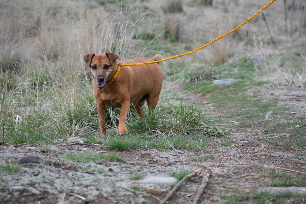 Jax, an adoptable Patterdale Terrier / Fell Terrier in Salmon, ID, 83467 | Photo Image 2