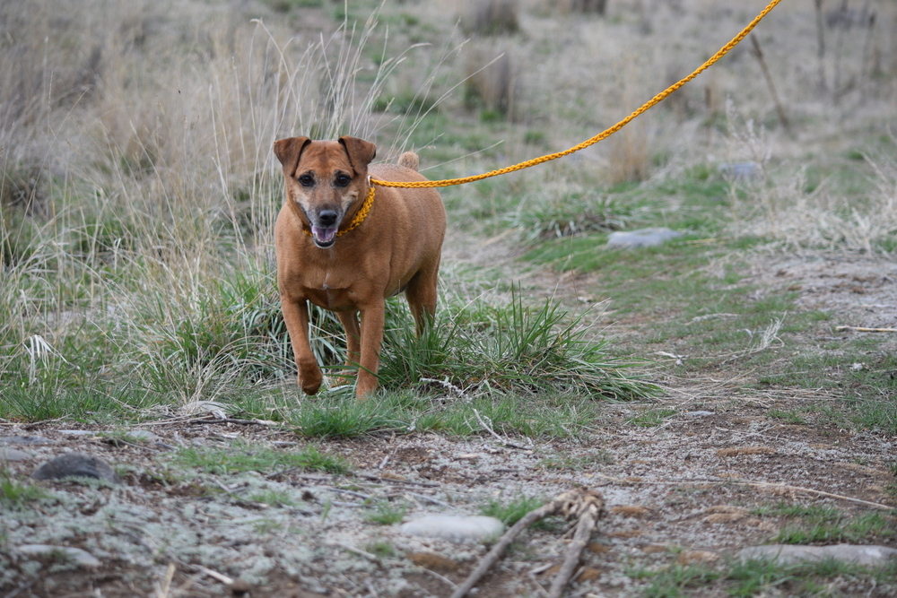 Jax, an adoptable Patterdale Terrier / Fell Terrier in Salmon, ID, 83467 | Photo Image 6