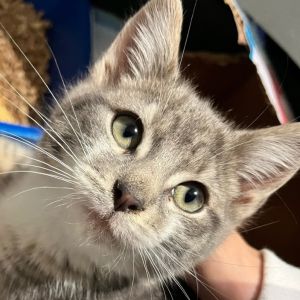 Jackie is the perfect kitten A true survivor her story of rescue is incredibly heartwarming A man