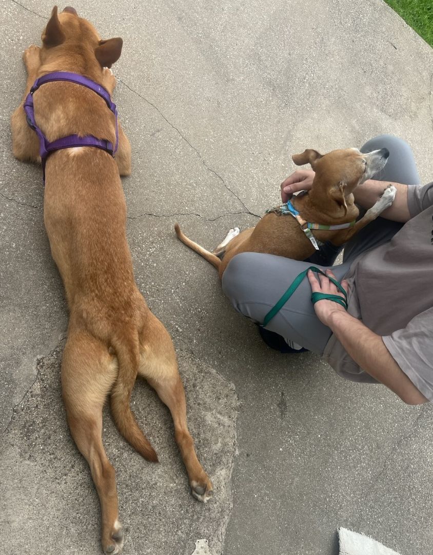 Twix, an adoptable Labrador Retriever, American Staffordshire Terrier in Boise, ID, 83705 | Photo Image 5