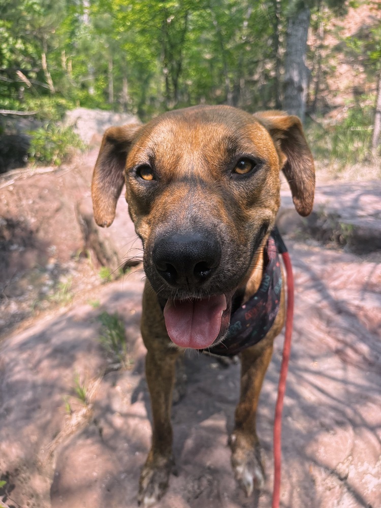 Blake, an adoptable Mixed Breed in Rapid City, SD, 57702 | Photo Image 2