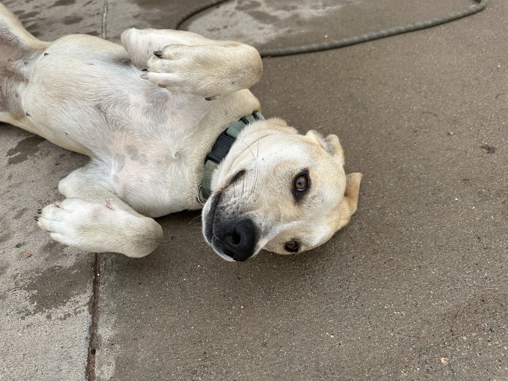 Gwen, an adoptable Mixed Breed in Rapid City, SD, 57702 | Photo Image 2