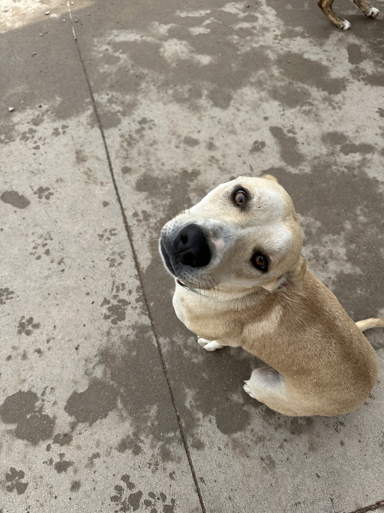 Gwen, an adoptable Mixed Breed in Rapid City, SD, 57702 | Photo Image 5