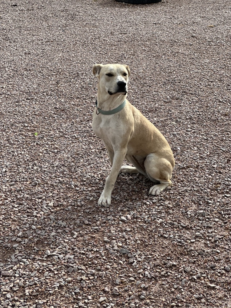 Gwen, an adoptable Mixed Breed in Rapid City, SD, 57702 | Photo Image 6