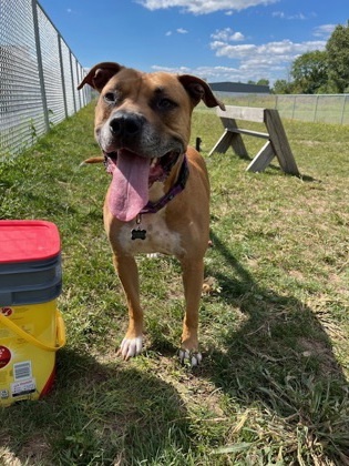 Apollo, an adoptable American Staffordshire Terrier, Mixed Breed in Neenah, WI, 54956 | Photo Image 1