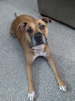 Apollo, an adoptable American Staffordshire Terrier, Mixed Breed in Neenah, WI, 54956 | Photo Image 1