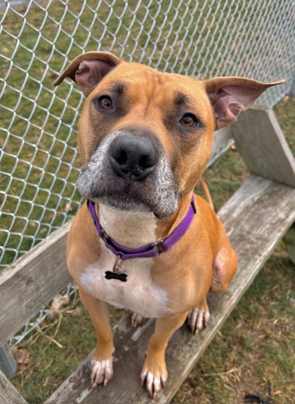 Apollo, an adoptable American Staffordshire Terrier, Mixed Breed in Neenah, WI, 54956 | Photo Image 2