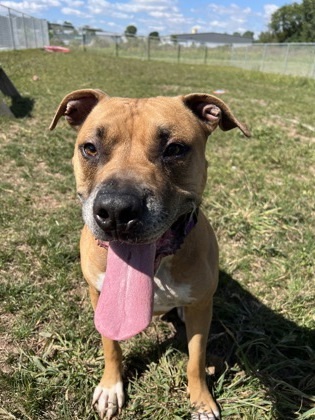 Apollo, an adoptable American Staffordshire Terrier, Mixed Breed in Neenah, WI, 54956 | Photo Image 3