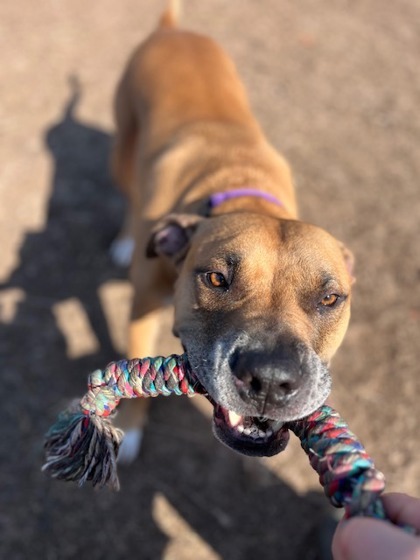 Apollo, an adoptable American Staffordshire Terrier, Mixed Breed in Neenah, WI, 54956 | Photo Image 3