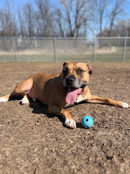 Apollo, an adoptable American Staffordshire Terrier, Mixed Breed in Neenah, WI, 54956 | Photo Image 3