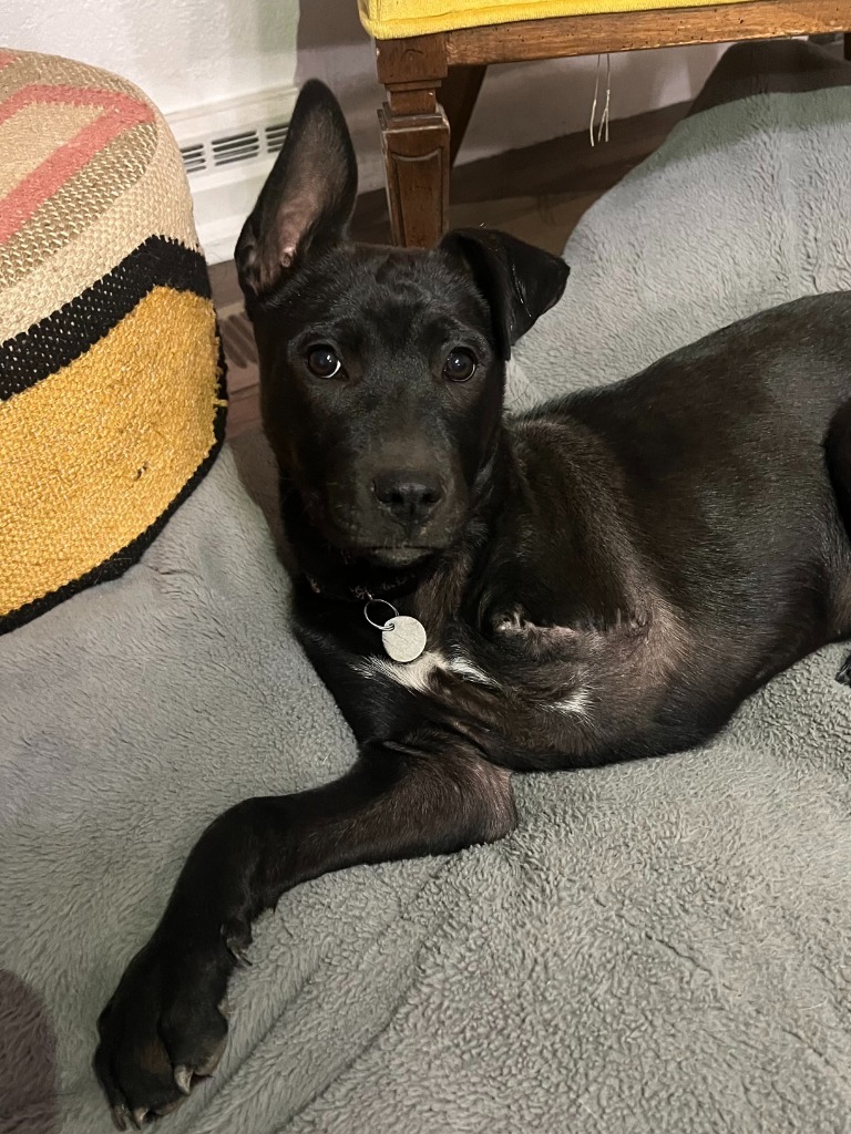 Kahlo, an adoptable Labrador Retriever, Cattle Dog in Salt Lake City, UT, 84117 | Photo Image 3