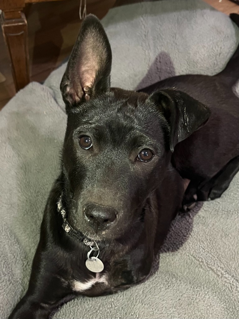 Kahlo, an adoptable Labrador Retriever, Cattle Dog in Salt Lake City, UT, 84117 | Photo Image 4