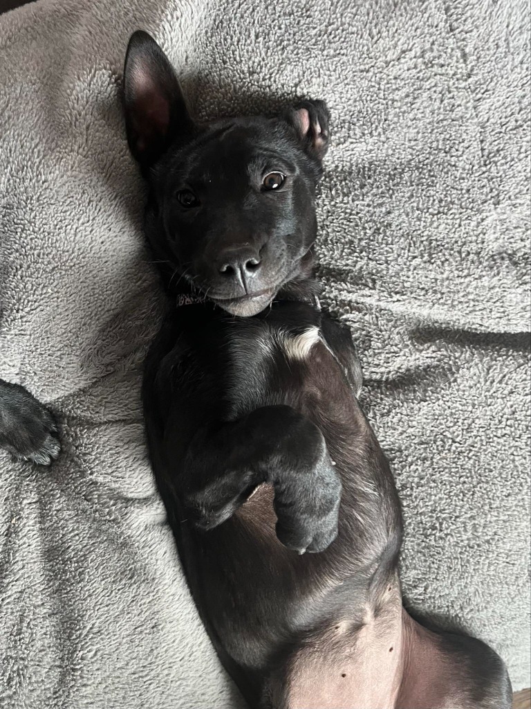 Kahlo, an adoptable Labrador Retriever, Cattle Dog in Salt Lake City, UT, 84117 | Photo Image 4