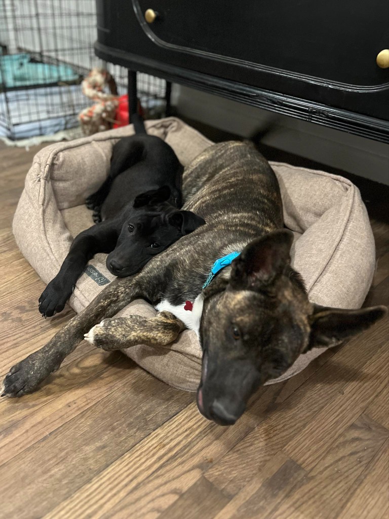 Kahlo, an adoptable Labrador Retriever, Cattle Dog in Salt Lake City, UT, 84117 | Photo Image 5