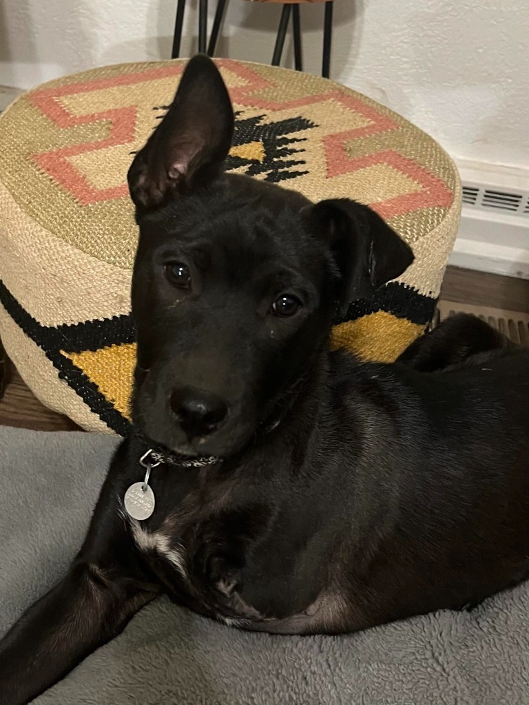 Kahlo, an adoptable Labrador Retriever, Cattle Dog in Salt Lake City, UT, 84117 | Photo Image 6