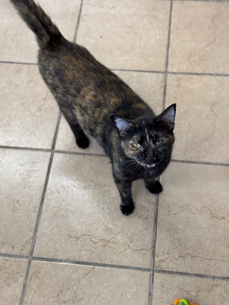 Daphne, an adoptable Domestic Short Hair in Hastings, NE, 68901 | Photo Image 1