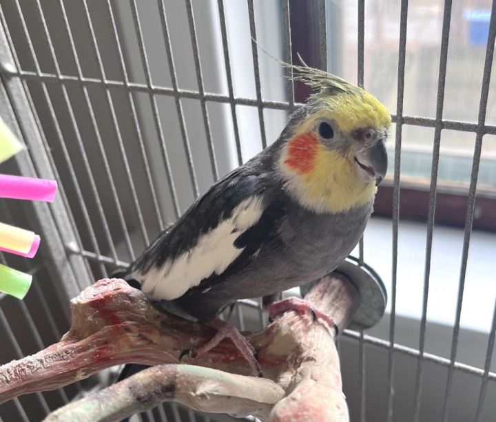 Parrot for adoption - George, a Cockatiel in Ballwin, MO | Petfinder