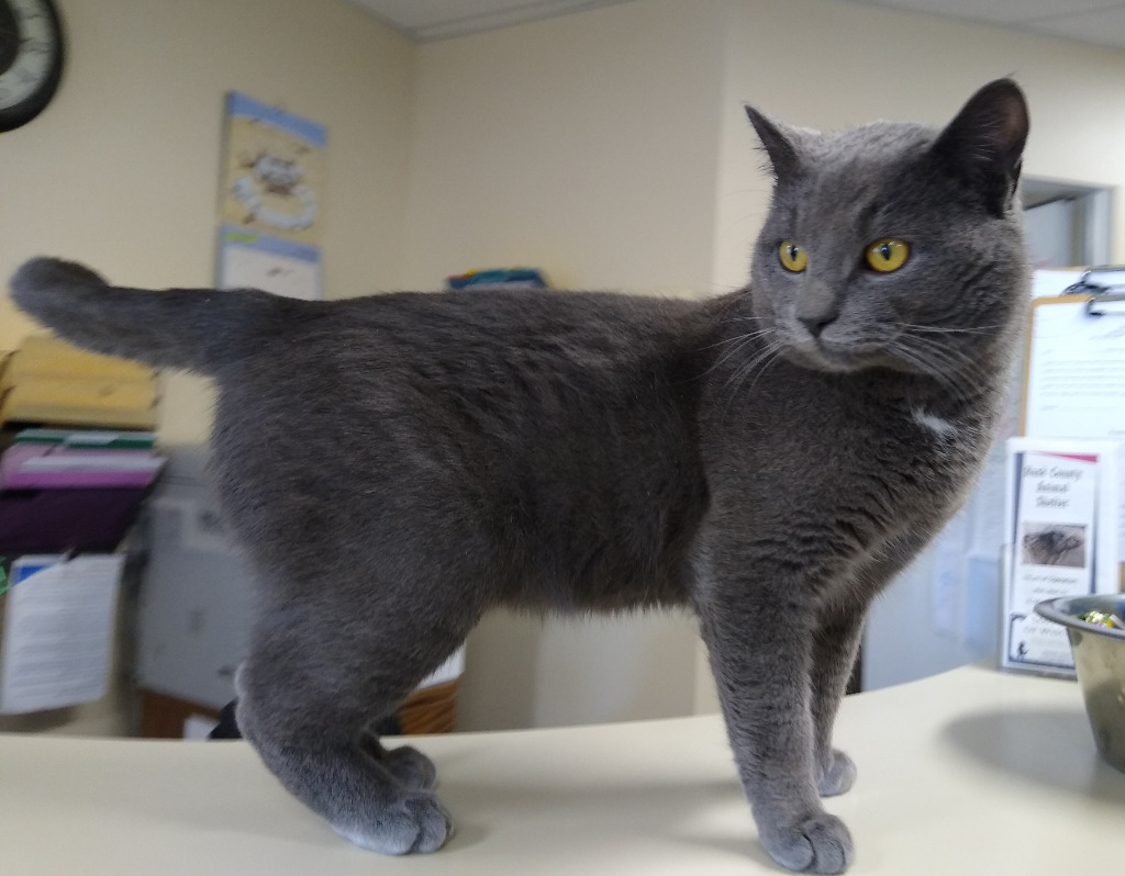 Ronan, an adoptable Domestic Short Hair in Ladysmith, WI, 54848 | Photo Image 3