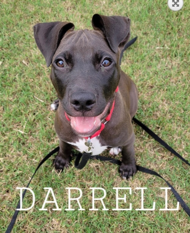 Darrell