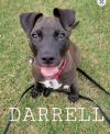 Darrell photo 2