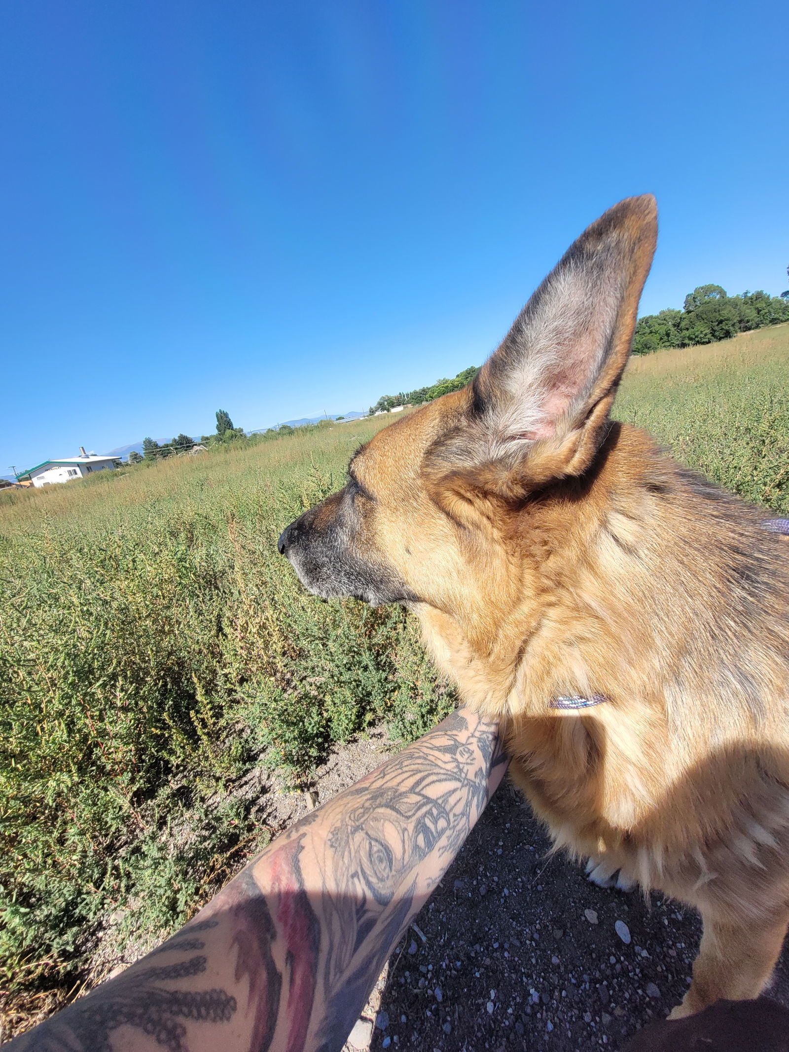 Precious, an adoptable German Shepherd Dog in Monte Vista, CO, 81144 | Photo Image 2